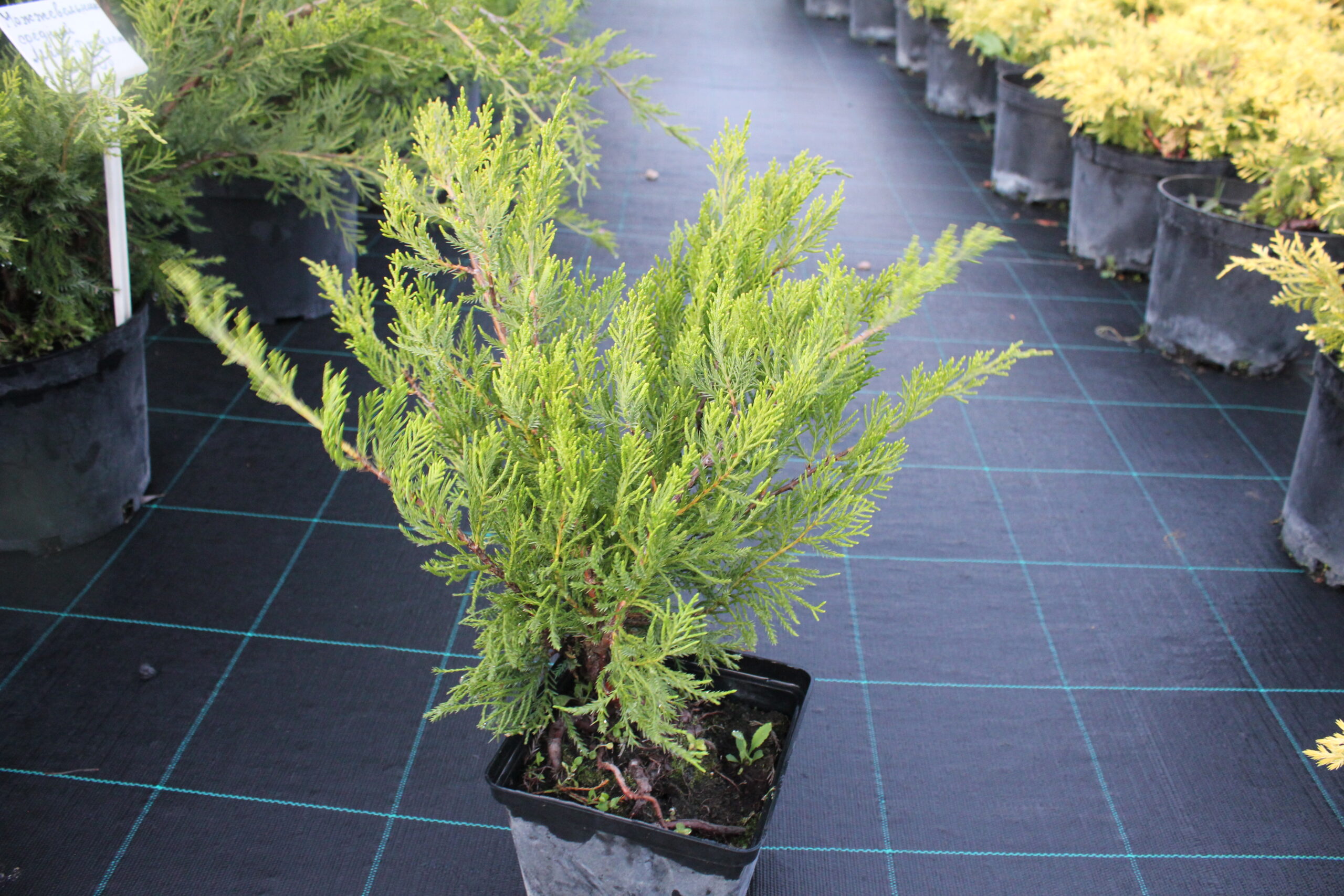 Можжевельник средний Минт Джулеп